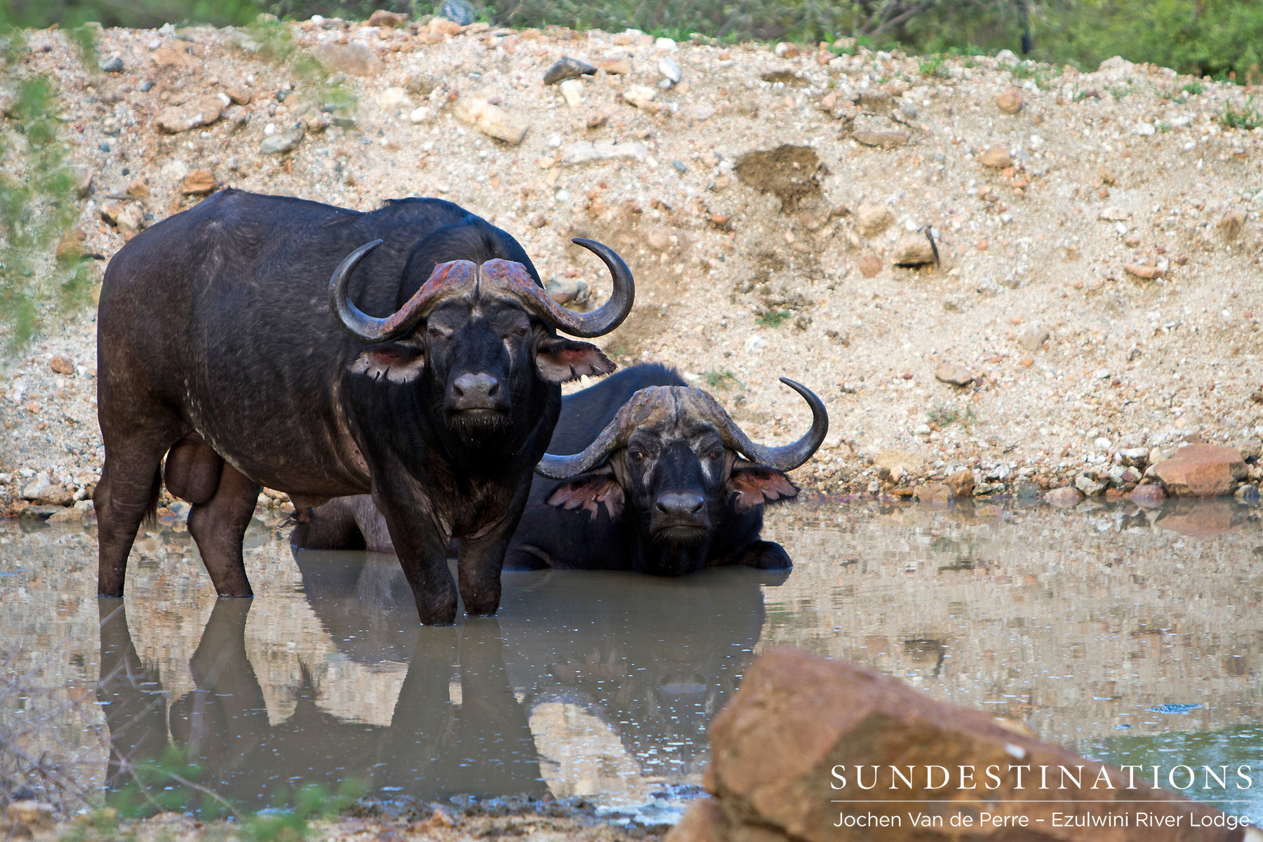 Dagga Boys Dagga Boys