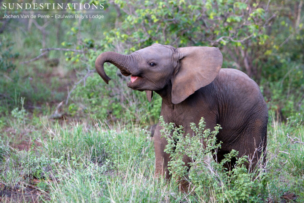 A baby elephant can't suppress its joy as it experiences the first real rains of its young life. A baby elephant can't suppress its joy as it experiences the first real rains of its young life.