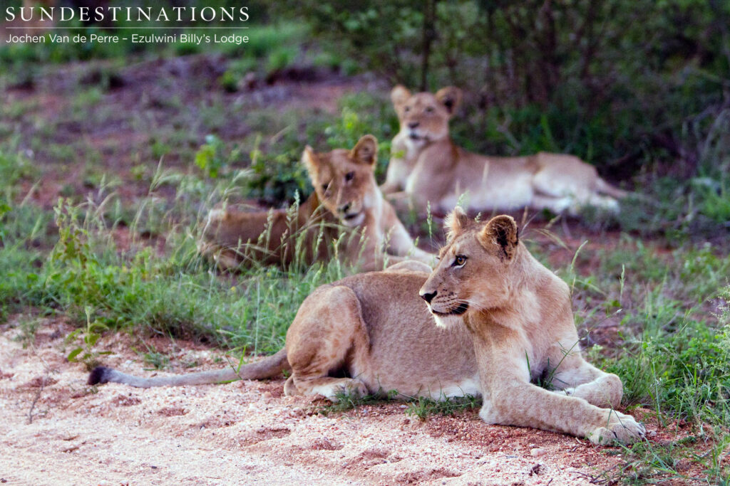 Three individuals from the Olifants West Pride line themselves up nicely for a photo opp. at Ezulwini Three individuals from the Olifants West Pride line themselves up nicely for a photo opp. at Ezulwini