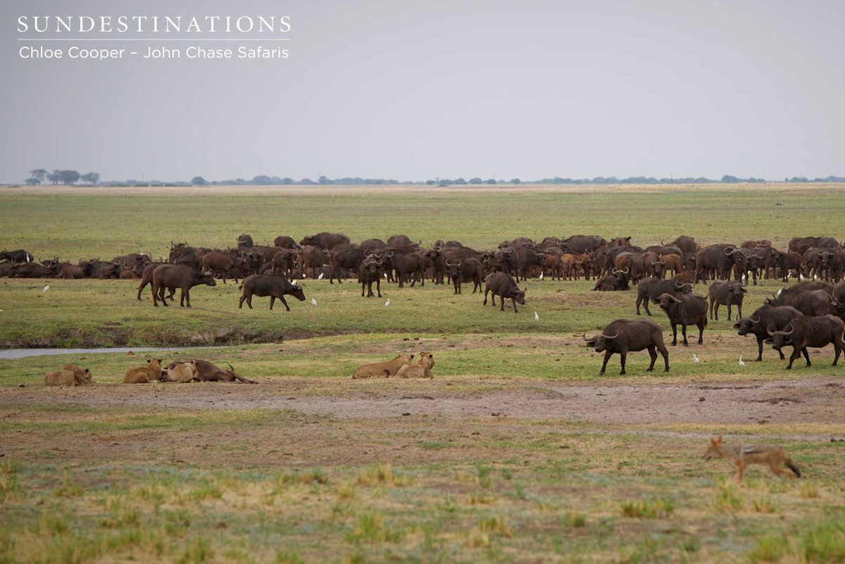 John Chase Safaris Buffalo