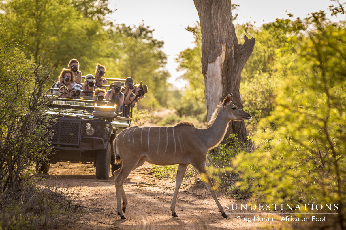 Kudu Cow Africa on Foot Kudu Cow Africa on Foot
