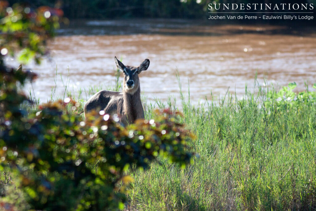 A female waterbuck glances up from her feast as the Olifants River rushes powerfully behind her. A female waterbuck glances up from her feast as the Olifants River rushes powerfully behind her.