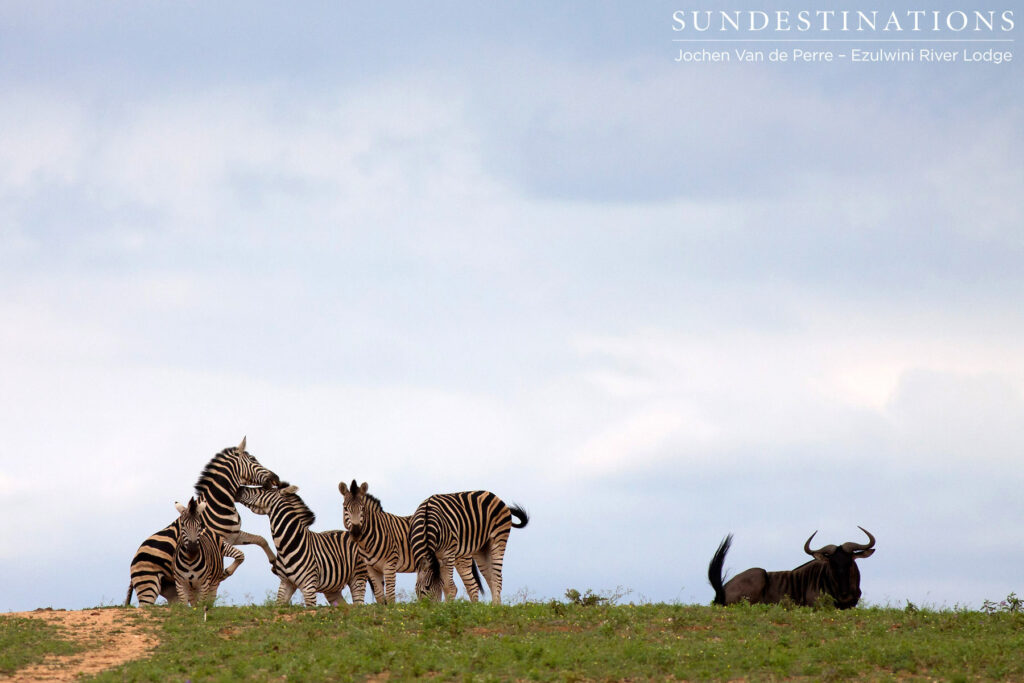 The ever sociable zebra and wildebeest are seen together 9 times out of 10. This individual looked a little like an outcast, while the zebras engaged in some rough play. The ever sociable zebra and wildebeest are seen together 9 times out of 10. This individual looked a little like an outcast, while the zebras engaged in some rough play.