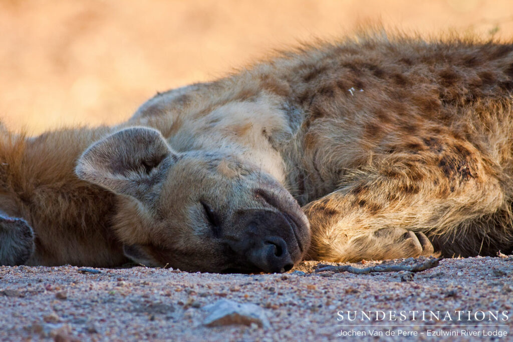 Hyena Species