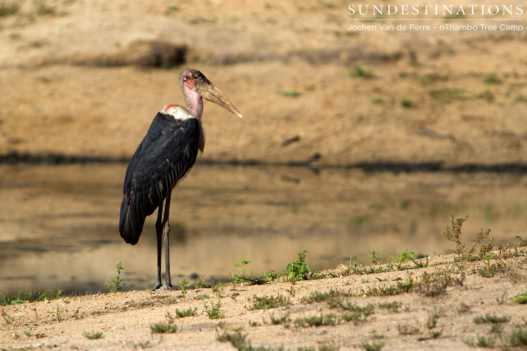 Marabou Stork Marabou Stork
