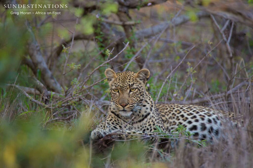 Marula Mafasi gazes coyly at us as we watch her relax after feasting on a kill. Marula Mafasi gazes coyly at us as we watch her relax after feasting on a kill.