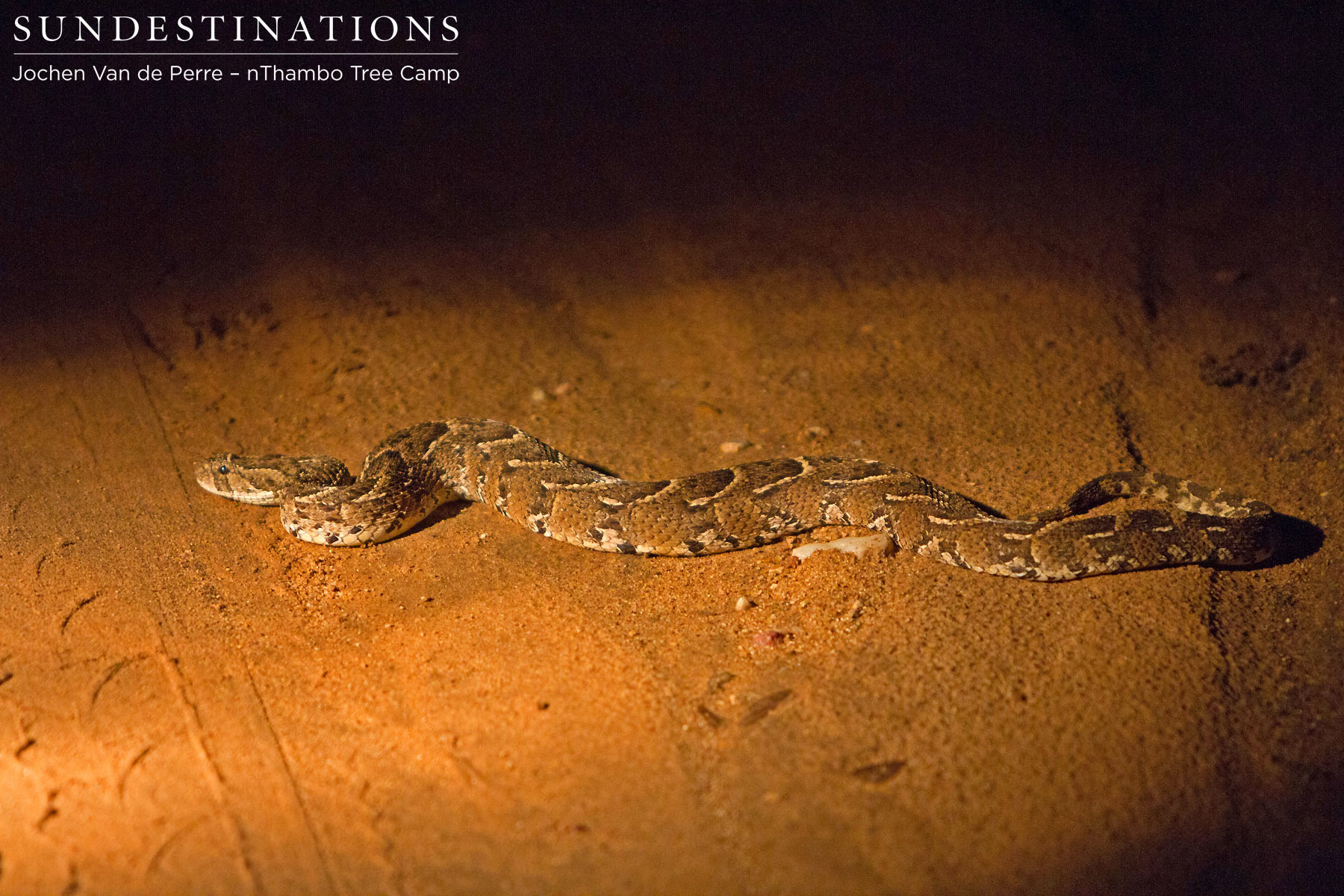 Puff Adder Puff Adder