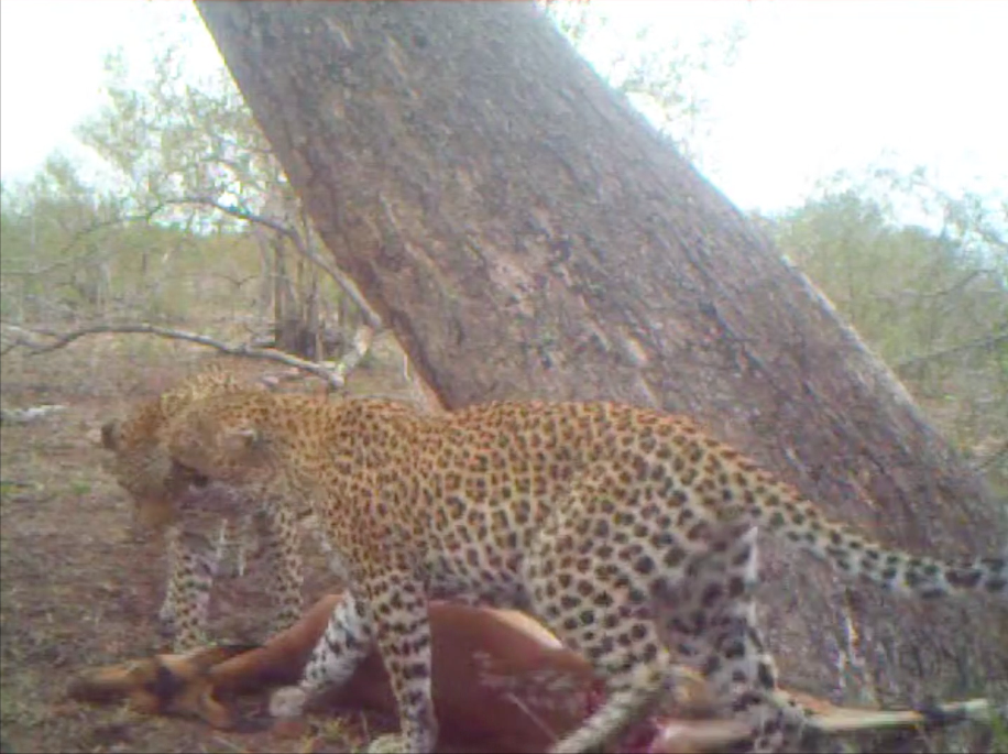 White Dam affectionately nuzzles her youngster