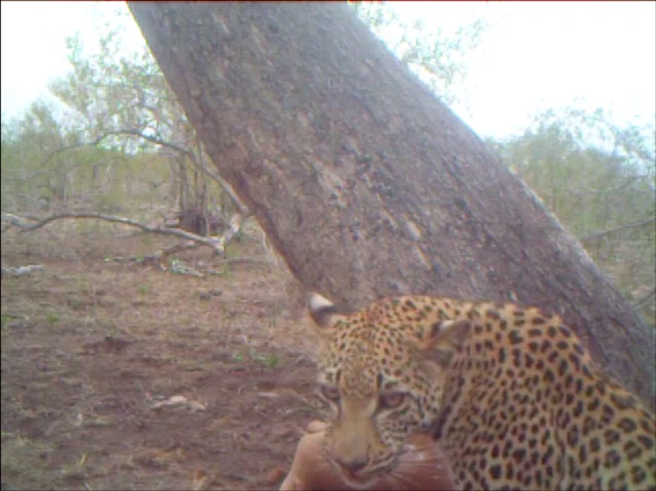 White Dam's cub glances at the camera trap