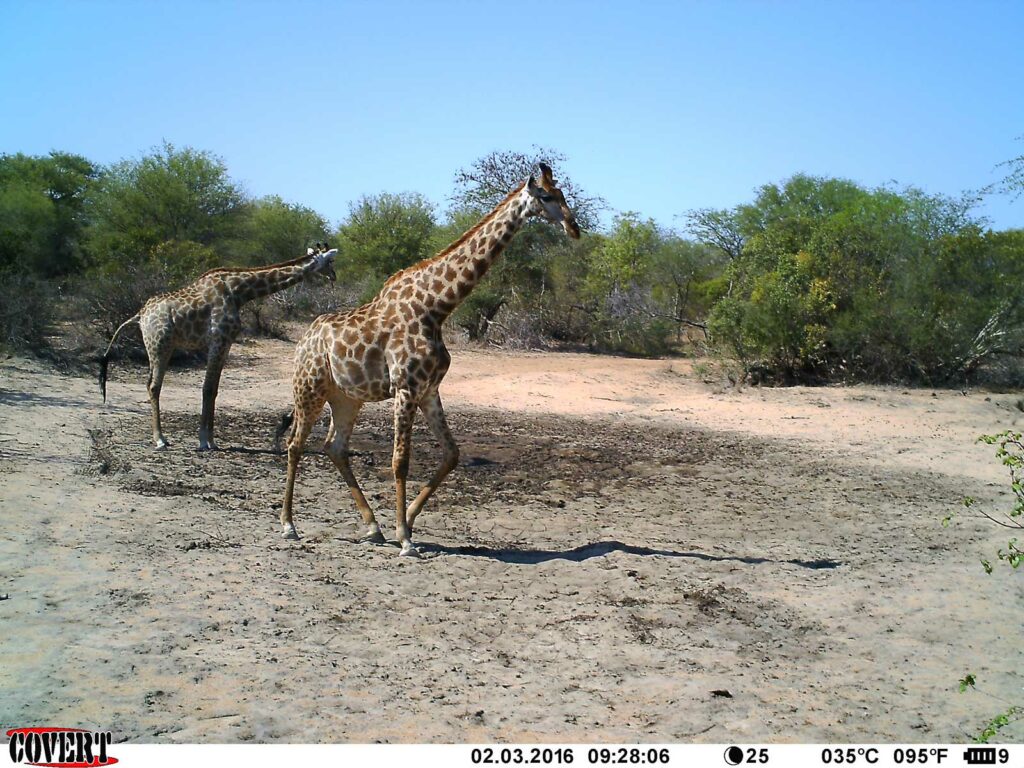 The significantly drier waterhole The significantly drier waterhole