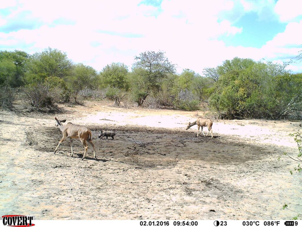 The gregarious species, such as kudu, warthog, and impala often share their presence at the waterhole The gregarious species, such as kudu, warthog, and impala often share their presence at the waterhole