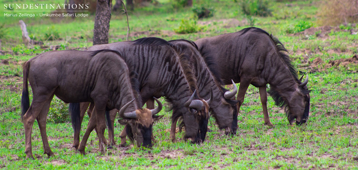 Wildebesst Grazing Wildebesst Grazing