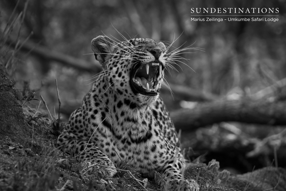 Little Bush Leopardess