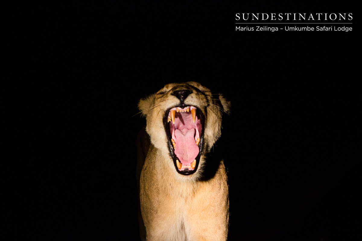 Lioness - Southern Pride
