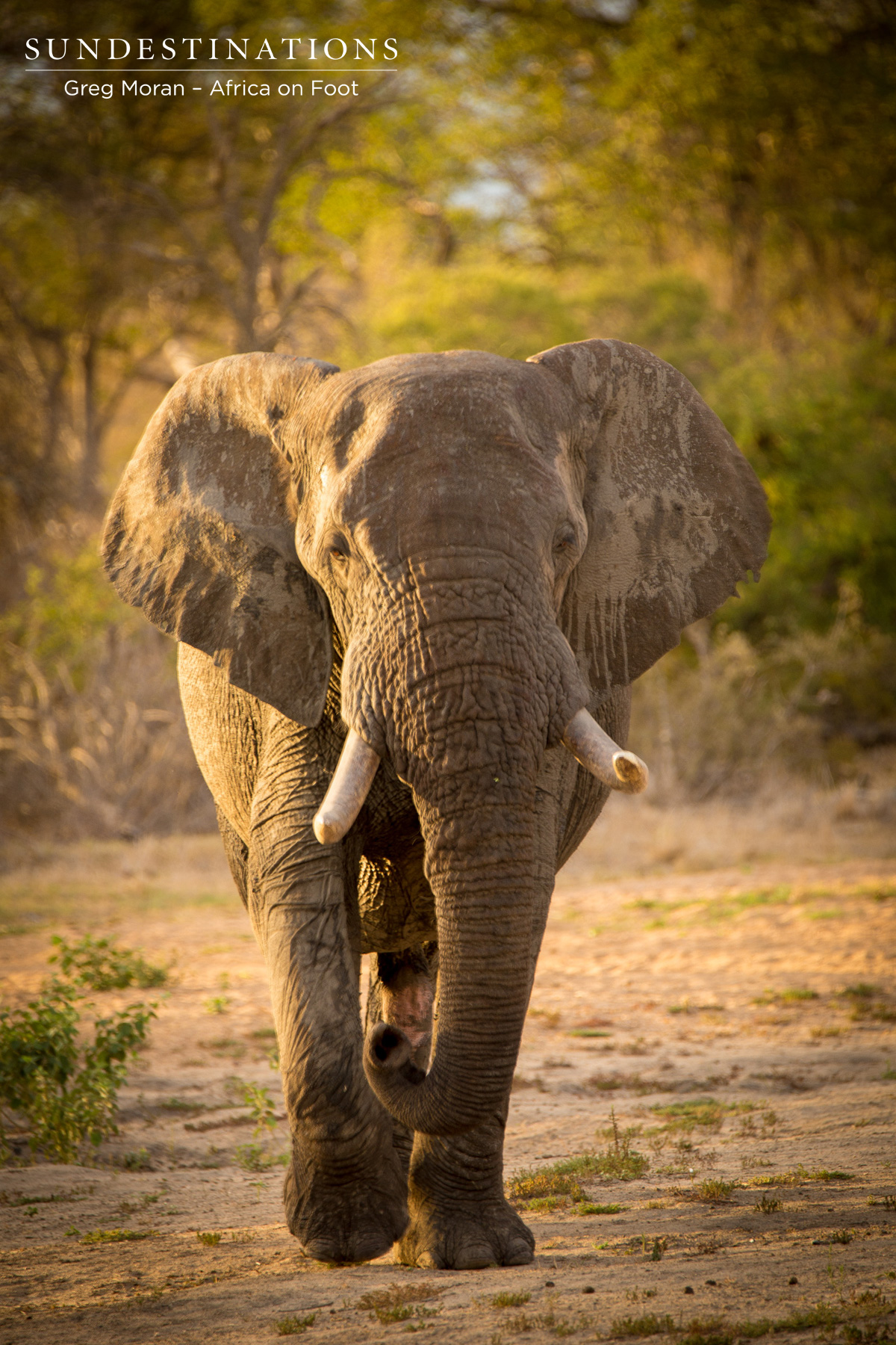 Elephant Approaches Camera