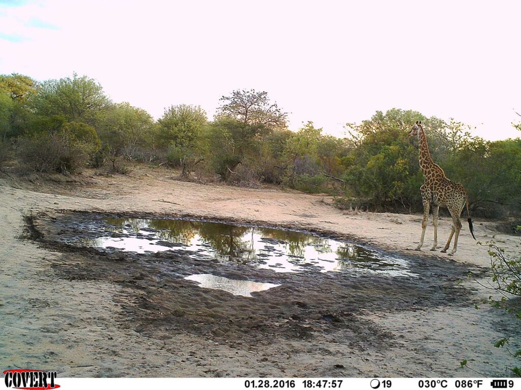 A giraffe arrives at sunrise to drink at the pan A giraffe arrives at sunrise to drink at the pan