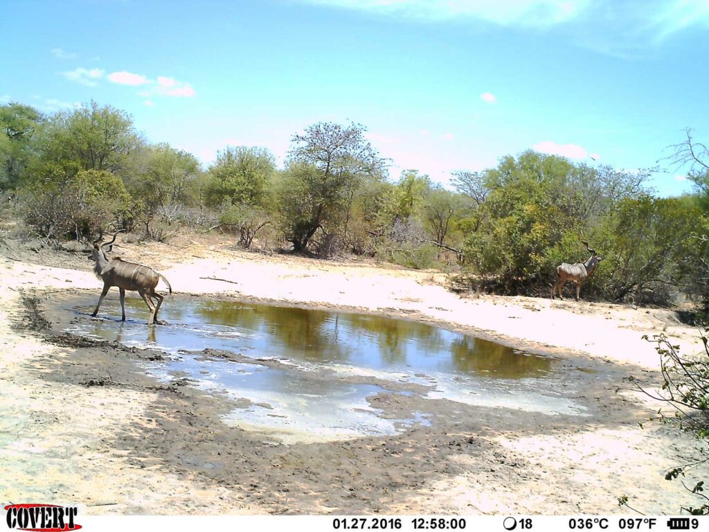 Kudu bulls enjoying the water Kudu bulls enjoying the water