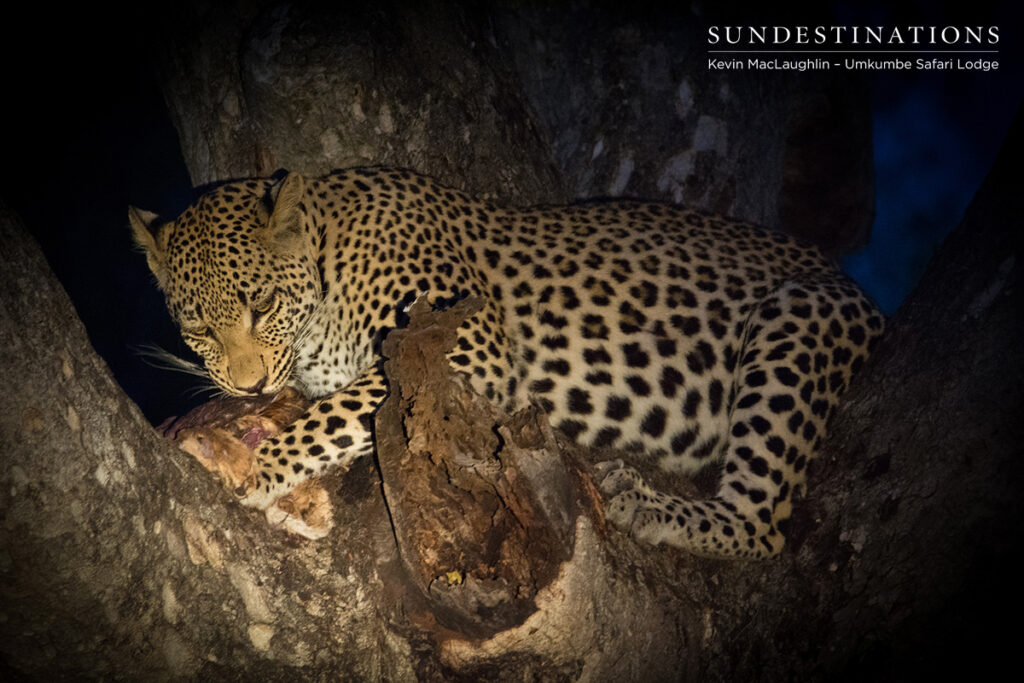 White Dam cub on kill