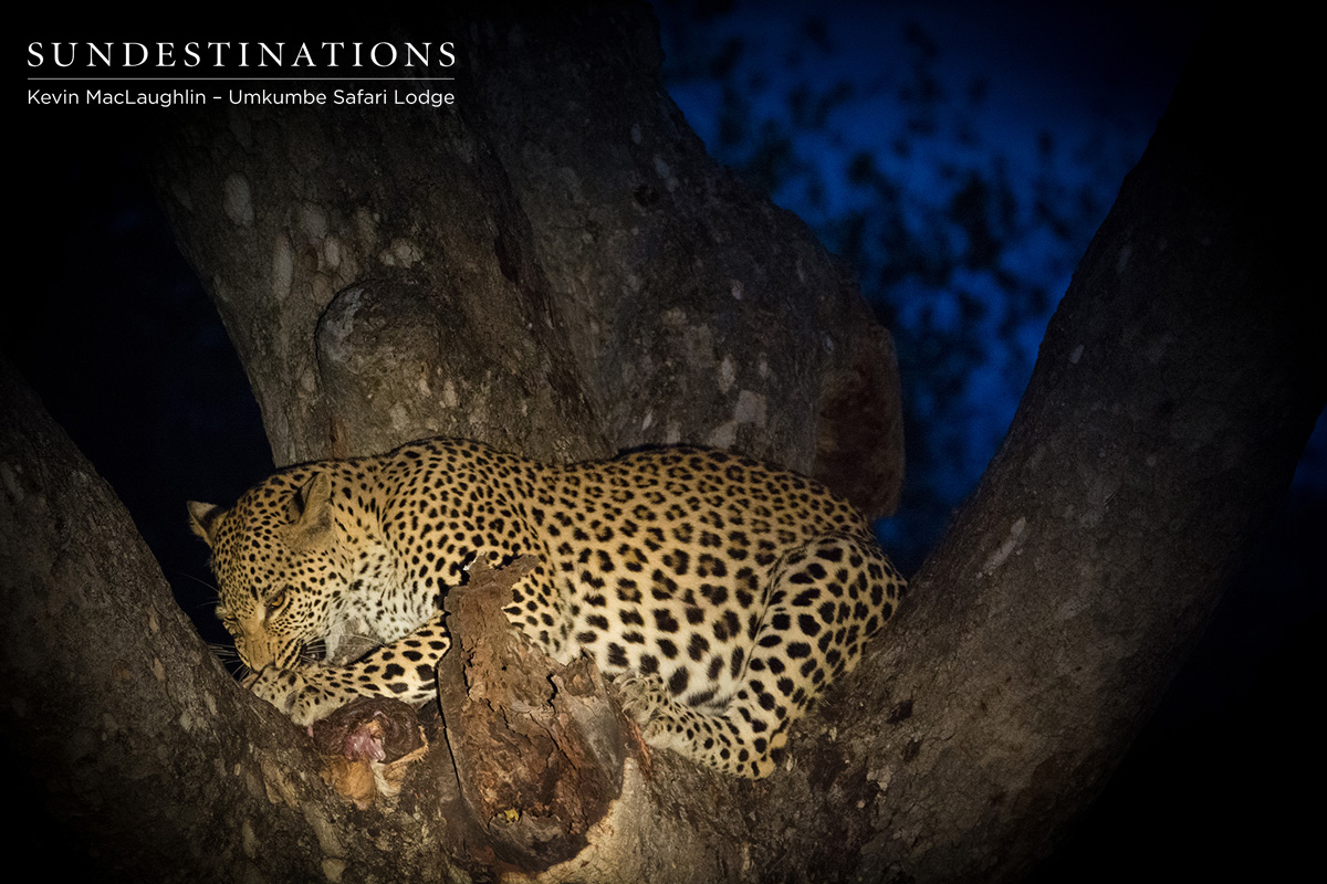 Cub of White Dam on Kill