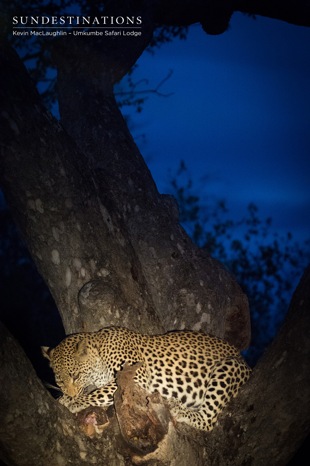 White Dam Leopardess