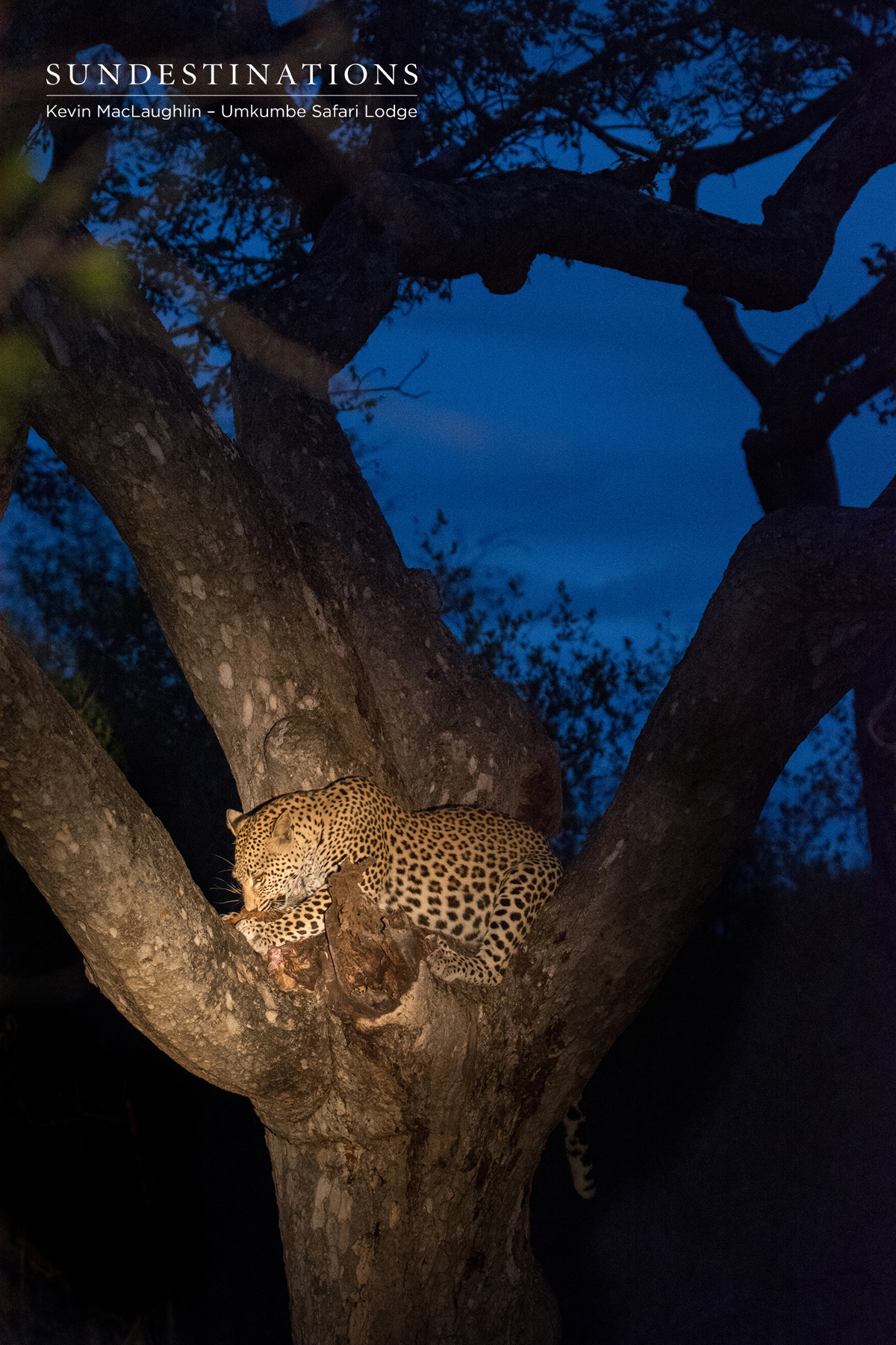 White Dam Cub