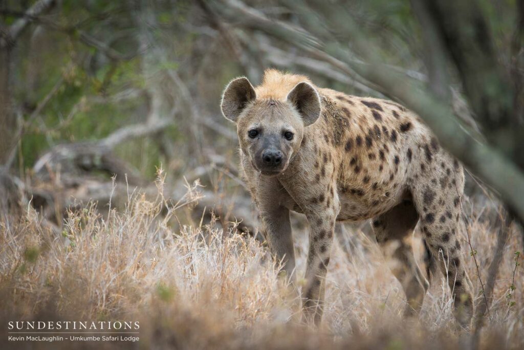 Spotted! A hyena peers at us warily as we watch the activity at a kill site. Spotted! A hyena peers at us warily as we watch the activity at a kill site.