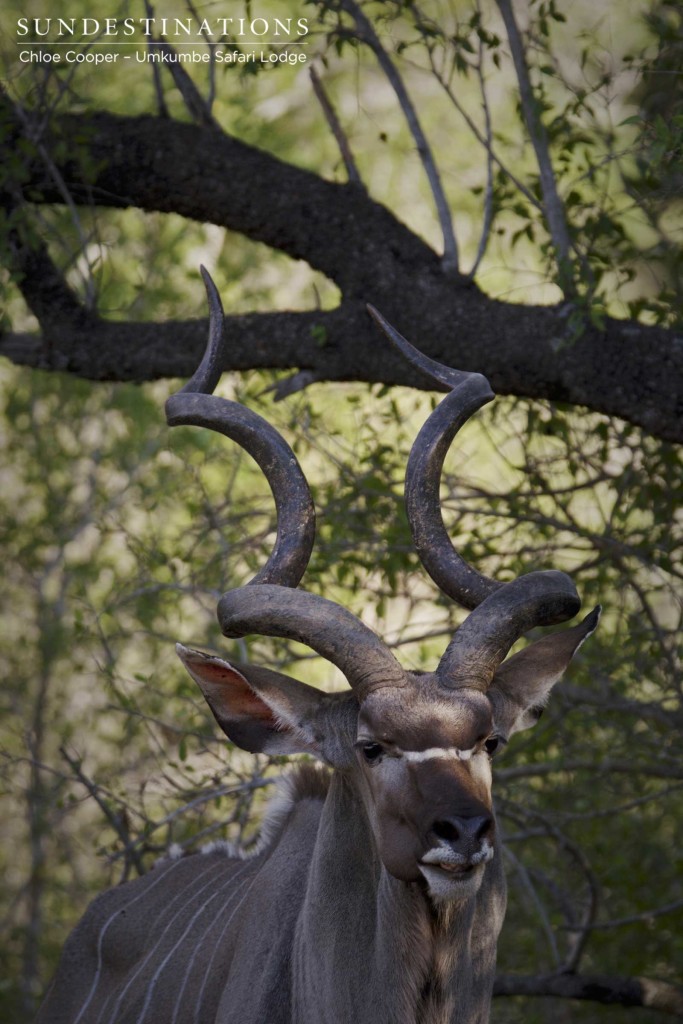 A handsome kudu bull appeared alone out of the dense thicket, offering guests a quick look at his impressive spiralling horns. A handsome kudu bull appeared alone out of the dense thicket, offering guests a quick look at his impressive spiralling horns.