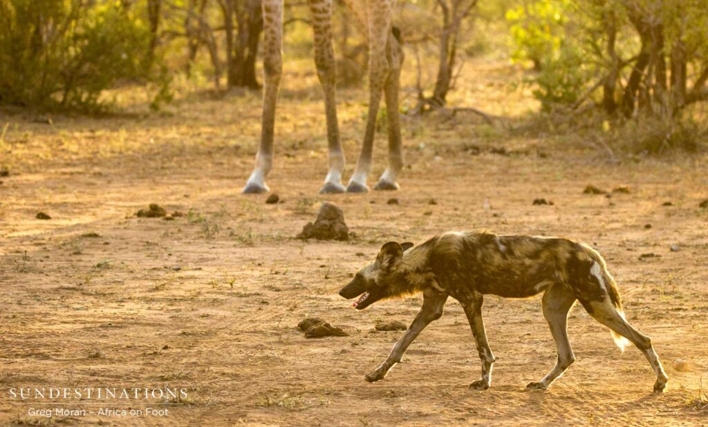 Wild dogs dominate the waterhole over a small gathering of giraffes. Despite the size difference, wild dogs can be intimidating in packs!
