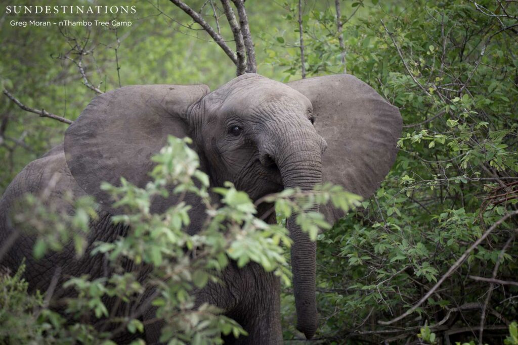 A young elephant glances curiously over the burgeoning bush A young elephant glances curiously over the burgeoning bush