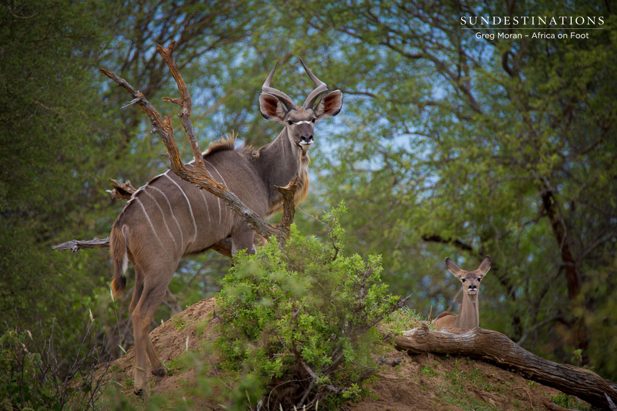 Kudu and Calf Kudu and Calf