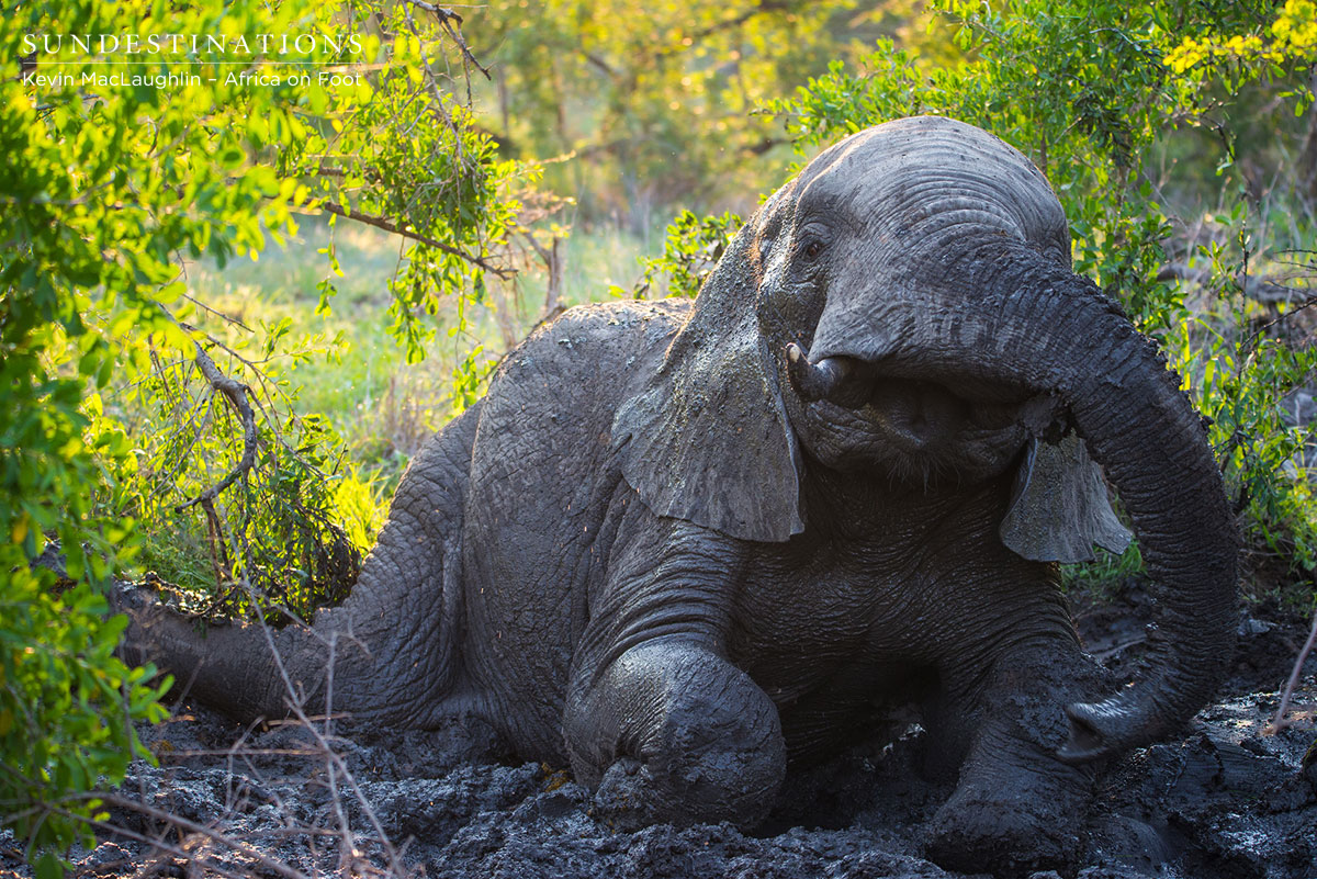 Elephant in Mud Elephant in Mud