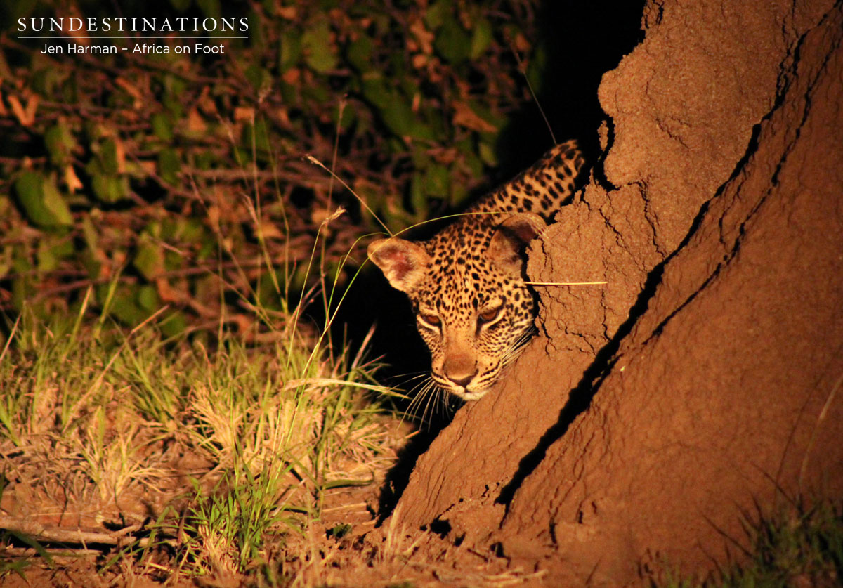 Leopard Cub Leopard Cub