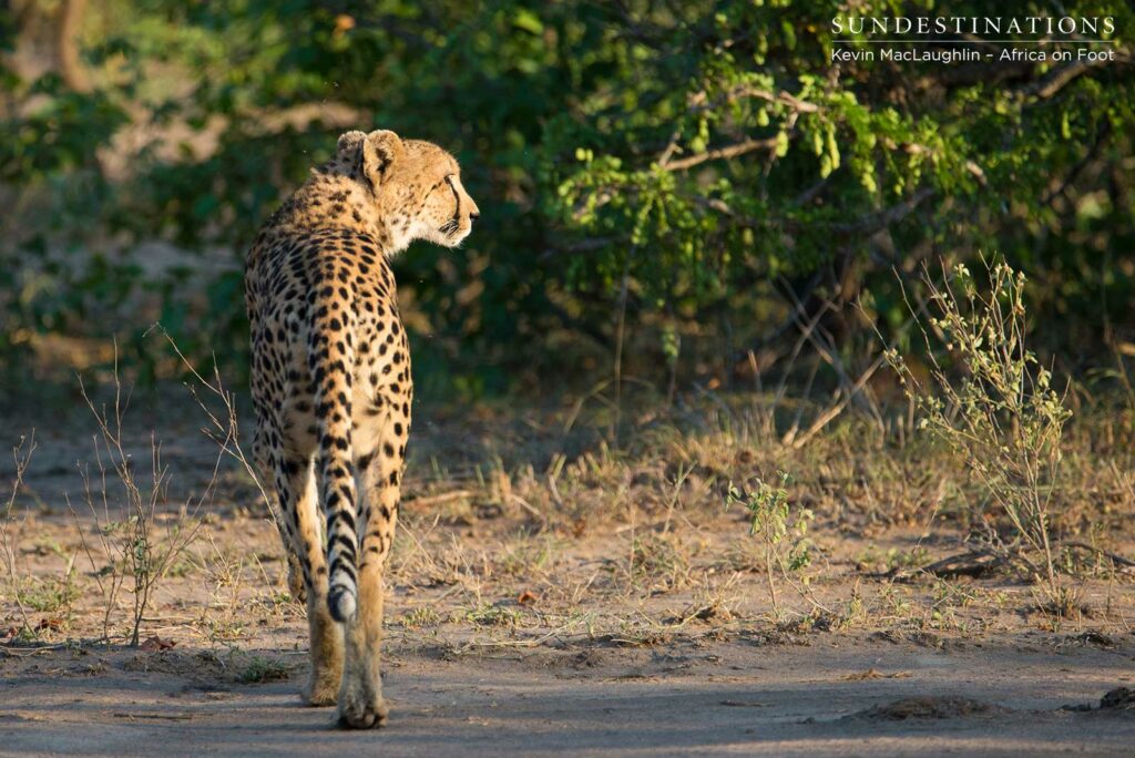 Female cheetah walking in the morning sun Female cheetah walking in the morning sun