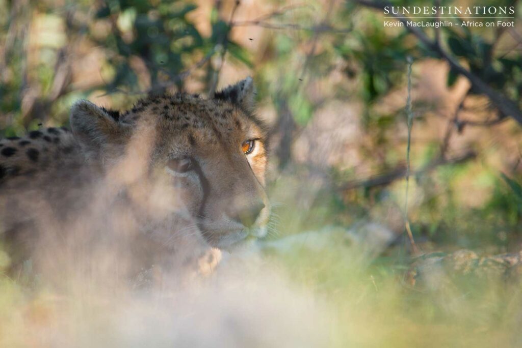 Female cheetah blinking in the sunlight Female cheetah blinking in the sunlight