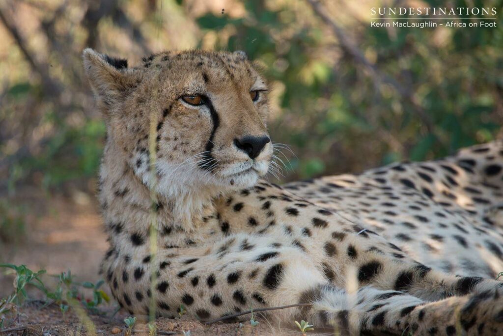 Female cheetah spotted in the Klaserie Female cheetah spotted in the Klaserie