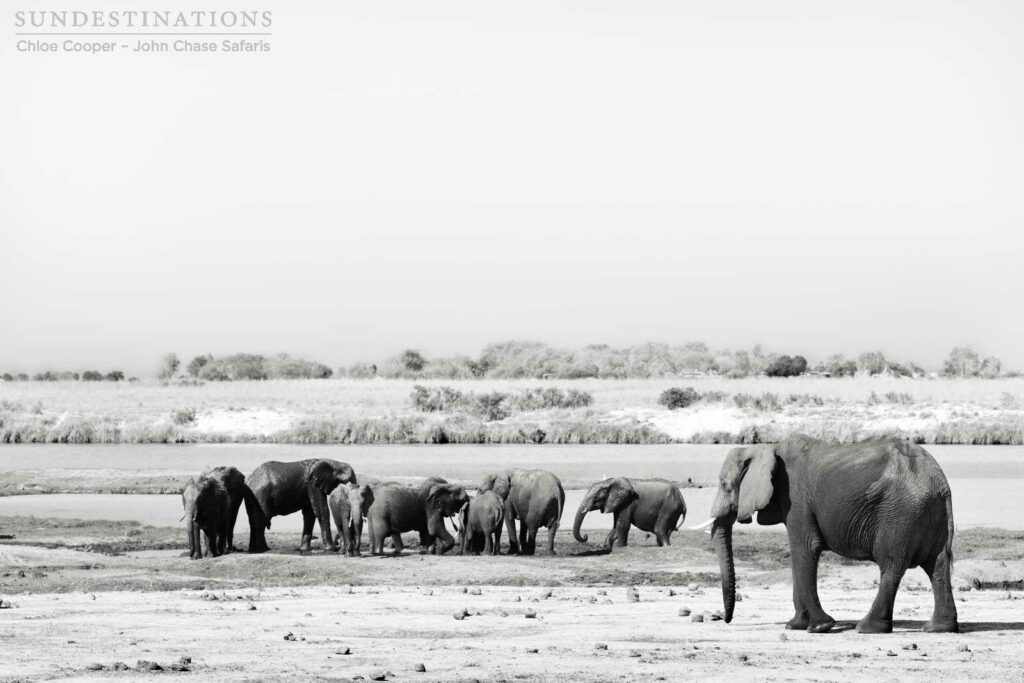 Elephants are seen in abundance in Chobe where they reside in a known stronghold. Elephants are seen in abundance in Chobe where they reside in a known stronghold.