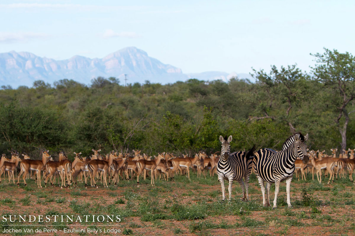 Impala with Zebra Impala with Zebra