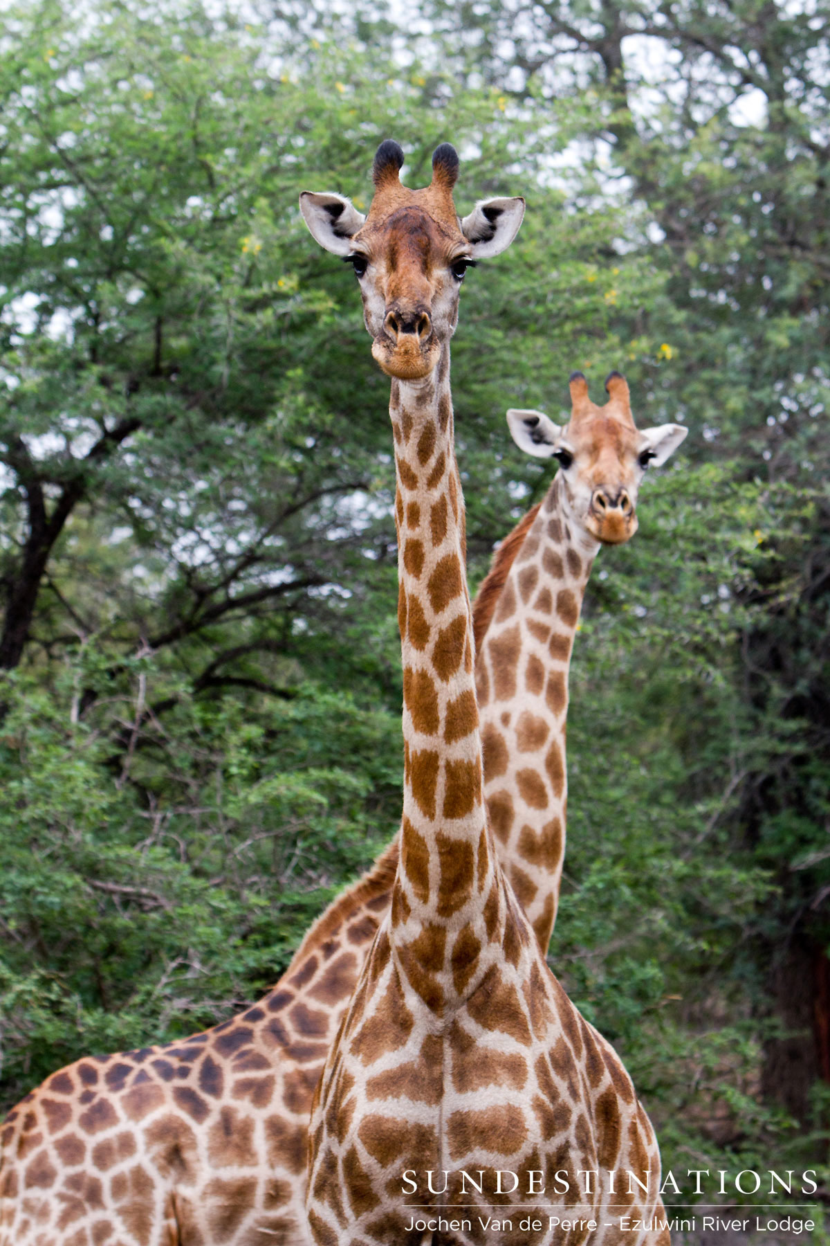Giraffe Giraffe
