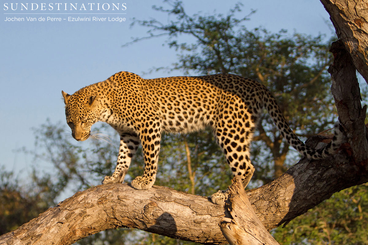 Leopard Van Wijk's Leopard Van Wijk's