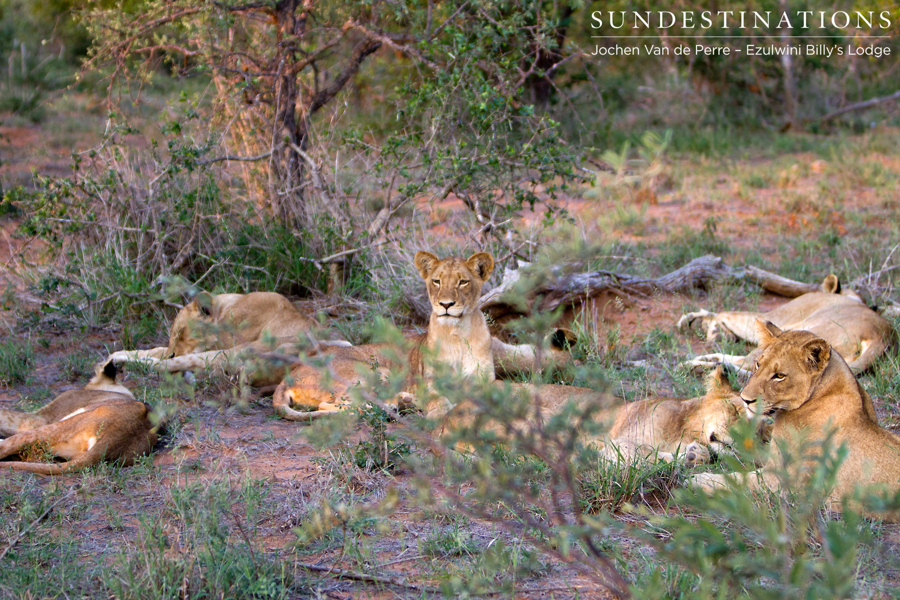 Olifants West Pride of Lions