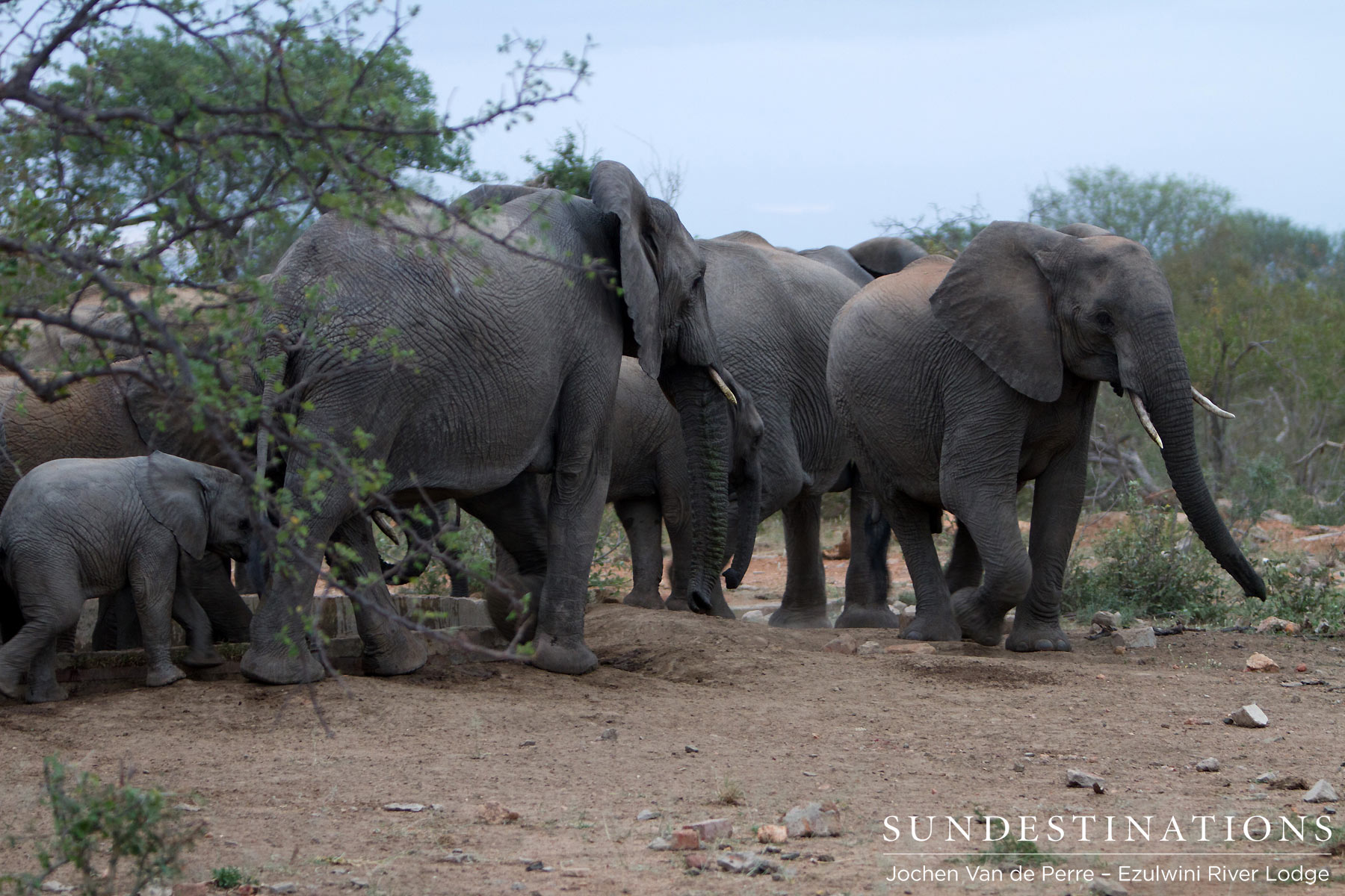 Balule Elephant Herds Balule Elephant Herds