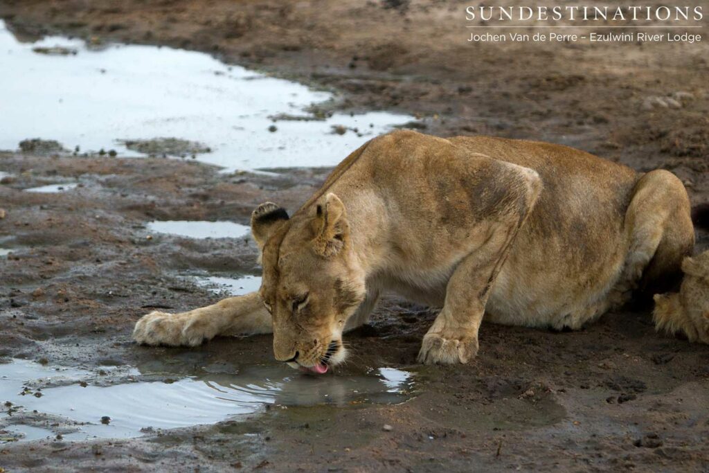 Mohlabetsi lioness drinking from the nearest puddle