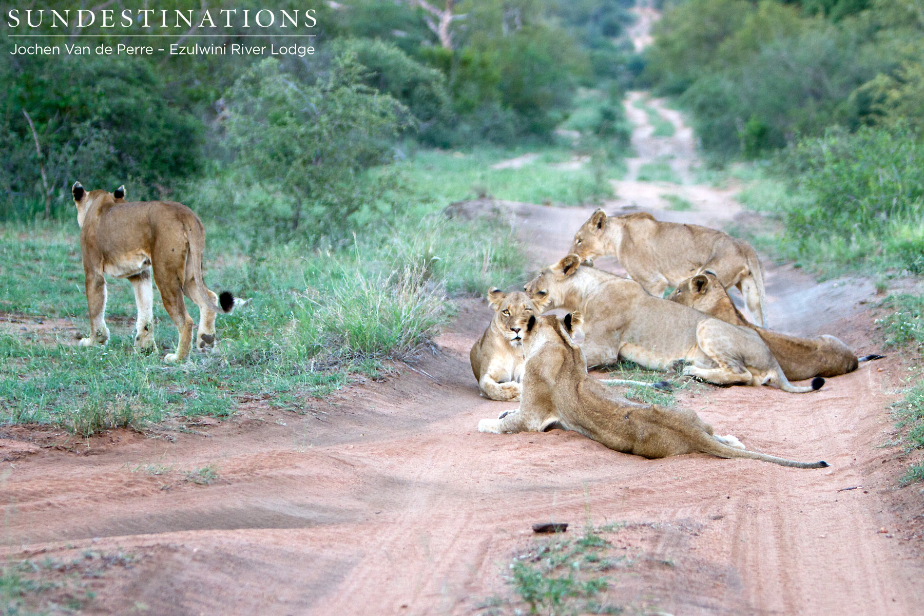Split Off Pride of Lions