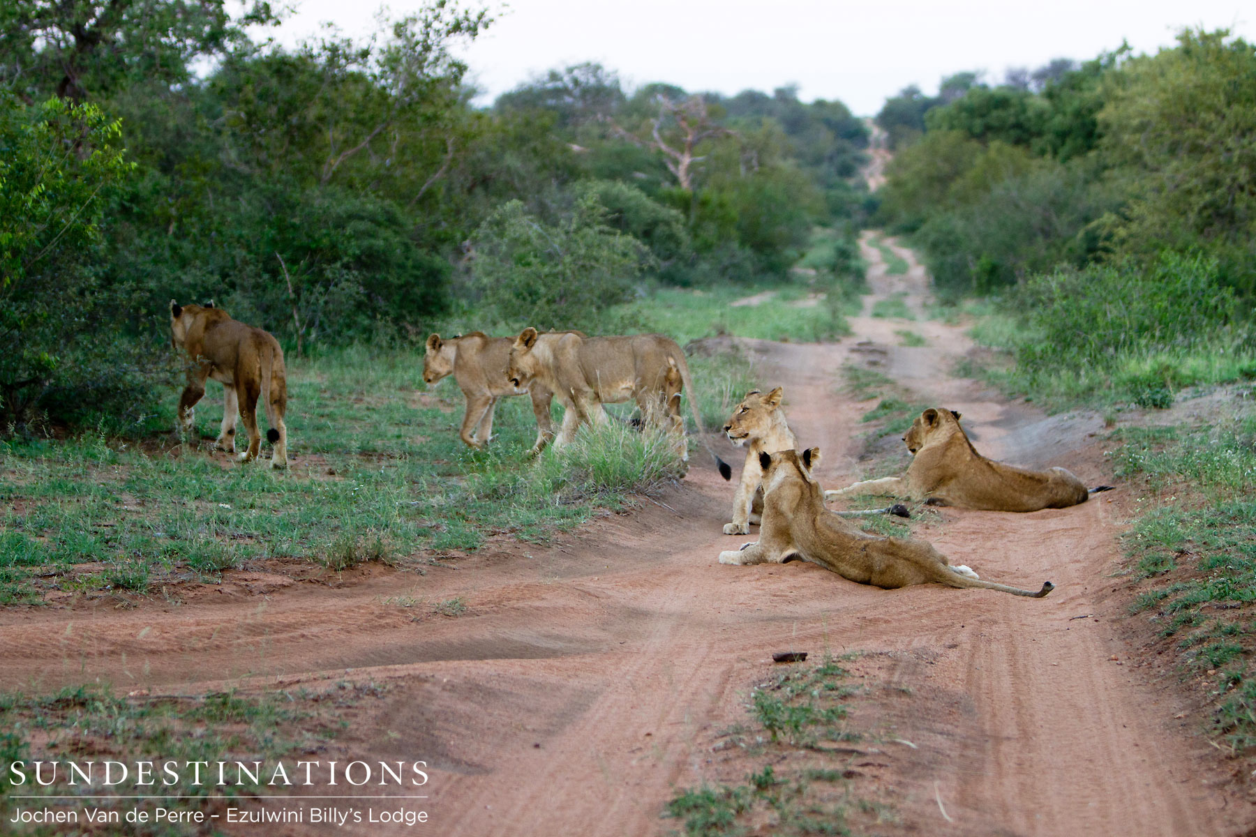 Lion Pride in the Balule