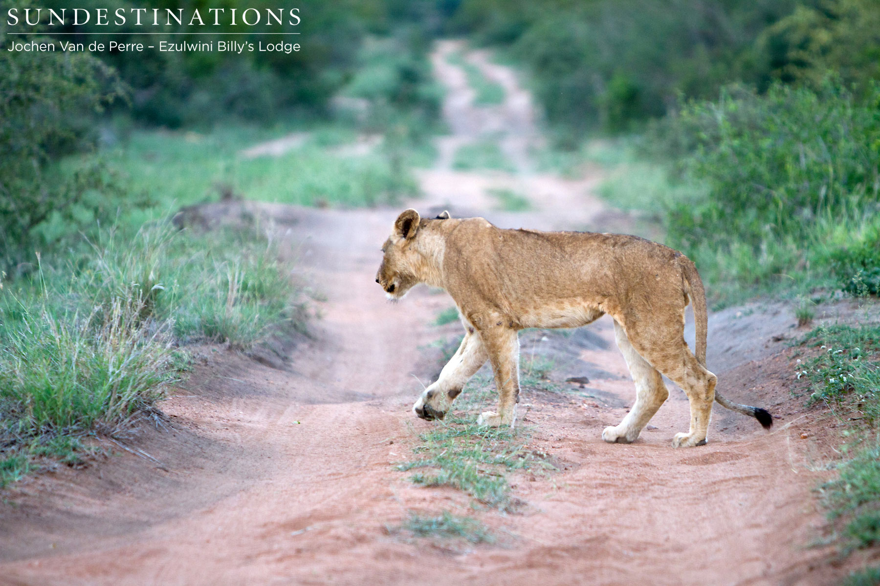 Lion Crossing