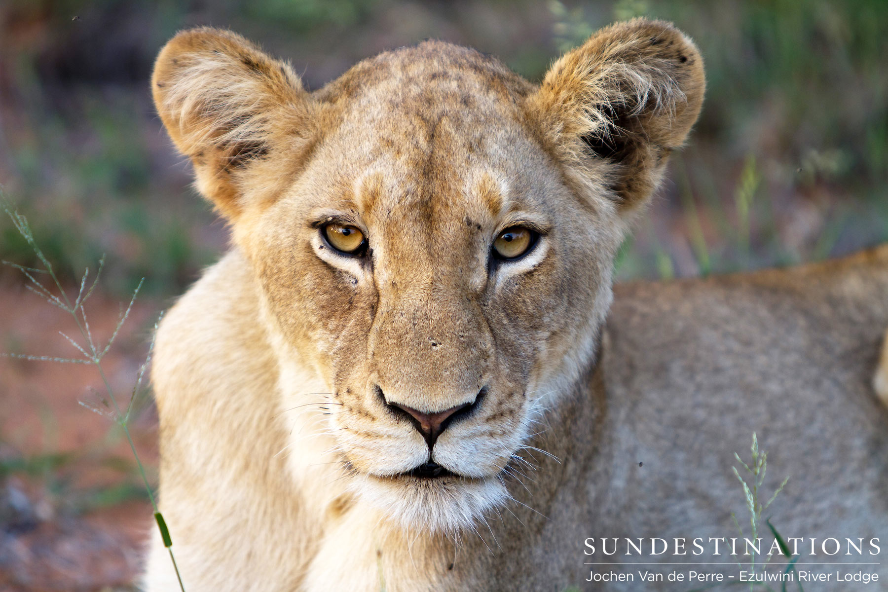 Sub-adult Olifants West Pride