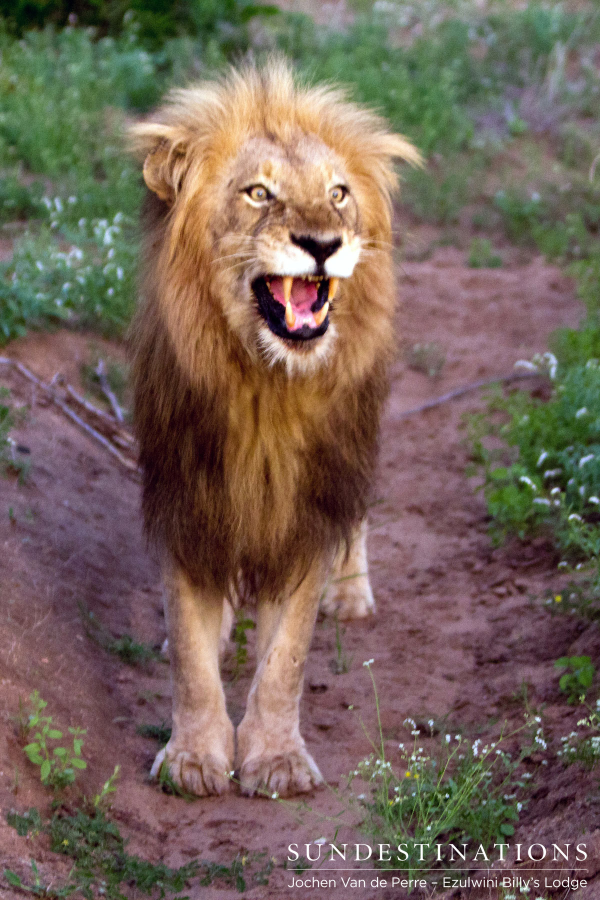 Duma - Leader of the Olifants West Pride