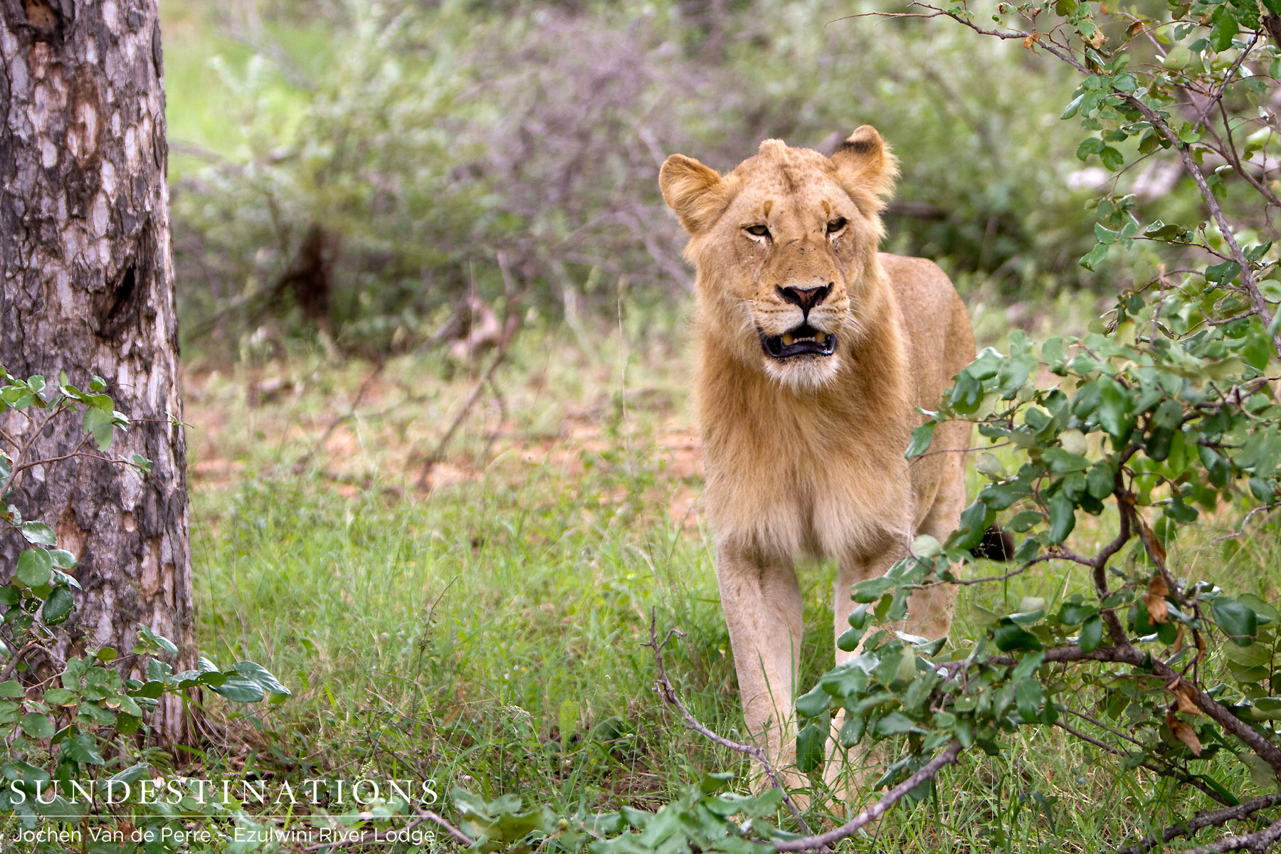 Sub-adult male lion