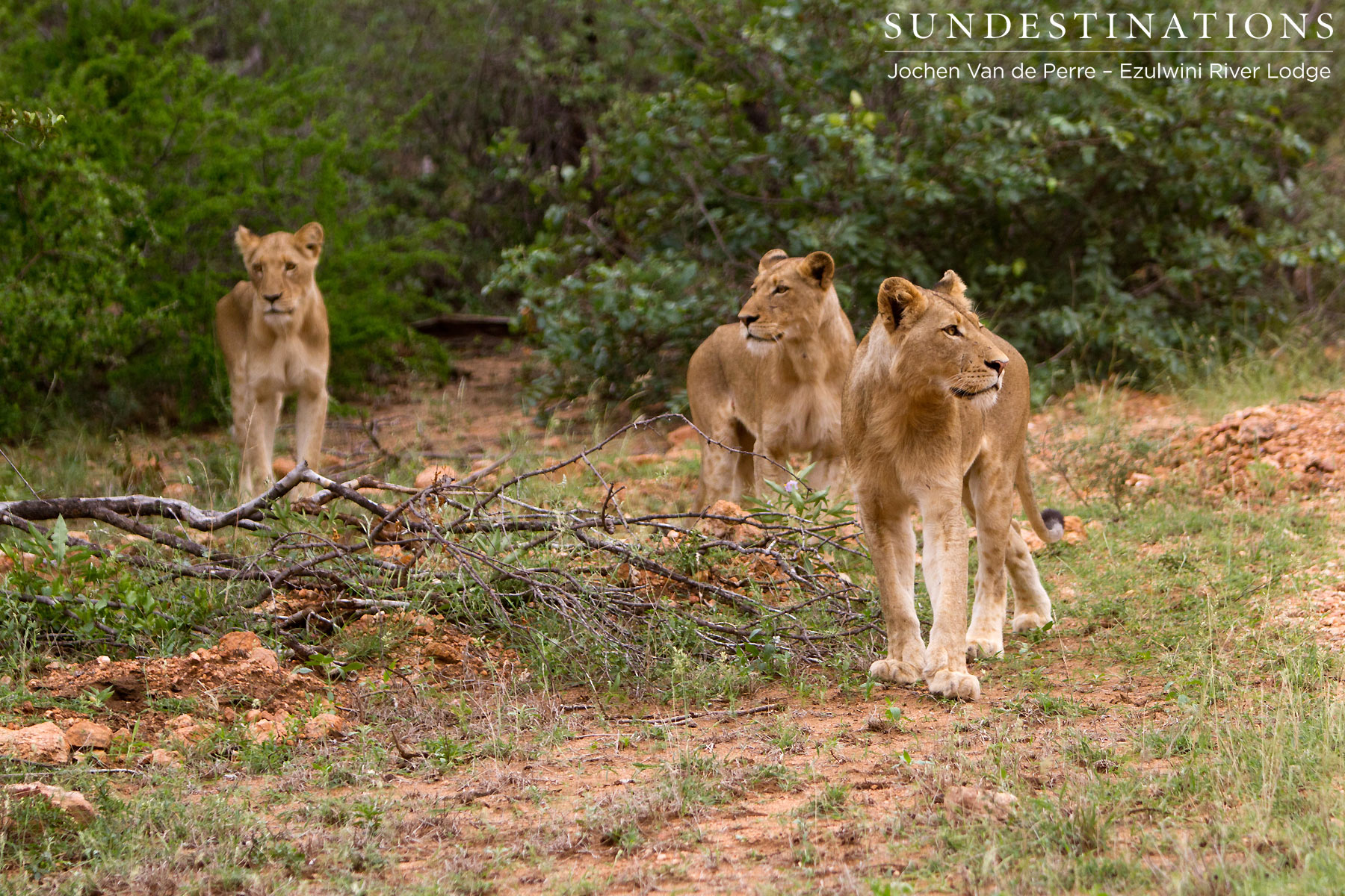 Split off Lion Pride