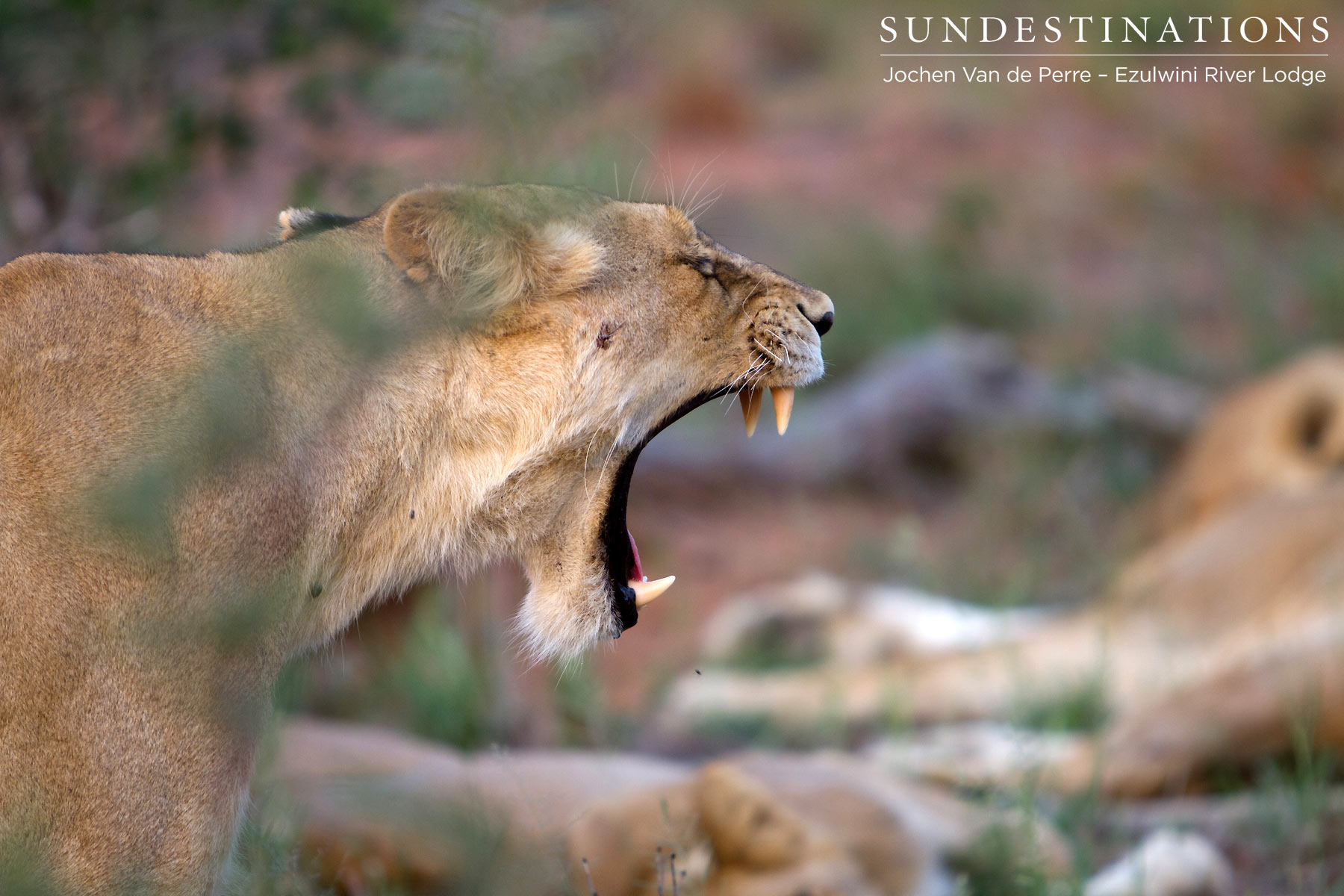 Olifants West Pride Lioness